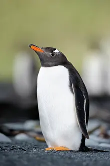 Spheniscidae: Gentoo Penguin