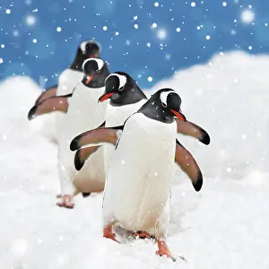 Falling: GENTOO PENGUIN