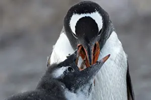 Regurgitating: Gentoo Penguin adult feeding chick