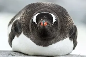 Plump: Gentoo Penguin adult lying down on rock