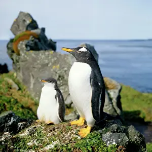 Gentoo Penguin - adult & young