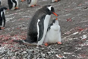 Hannah: Gentoo Penguin - Adult with young - Hannah Point