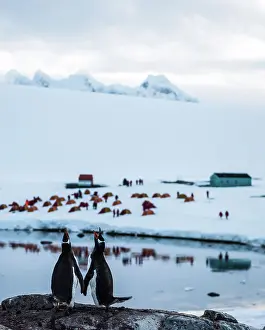Screeching: Gentoo Penguin adults screeching