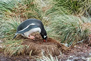 Cooper: Gentoo Penguin building a nest