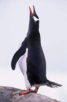 Gentoo: GENTOO PENGUIN - calling