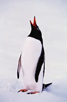 Gentoo: Gentoo Penguin - Calling