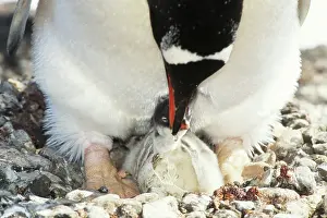 Webbed: Gentoo Penguin with chick