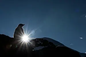 Sunburst: Gentoo Penguin chick on rock silhouetted at dawn