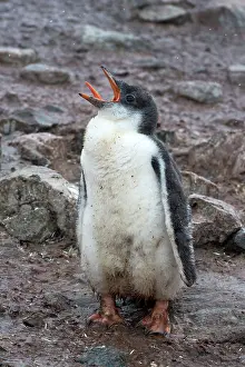 Screaming: Gentoo Penguin chick screeching with tongue out