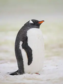 Warming: Gentoo penguin. Climate change resulting in more wet