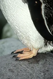 Webbed: Gentoo Penguin, close-up of feet