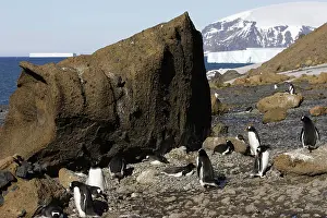 Habtiat: Gentoo Penguin - colony