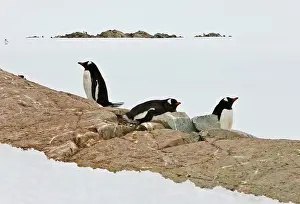 Petermann: Gentoo Penguin Colony