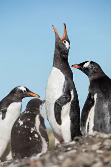 Gentoo: Gentoo Penguin - at Colony - Calling - Falkland