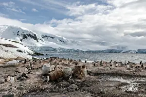 Whaling: Gentoo Penguin colony at old whaling station