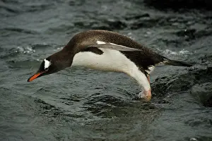 Antartica: Gentoo Penguin Diving