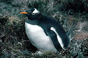 Brooding: Gentoo Penguin with Egg