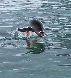 Gentoo: Gentoo penguin emerges from the ocean during