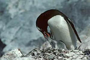 Regurgitating: Gentoo Penguin - Feeding Chick