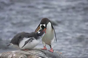 Regurgitating: Gentoo Penguin - Feeding chick