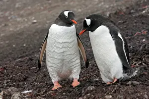 Hannah: Gentoo Penguin - Hannah Point - Livingston Island
