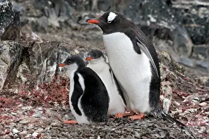 Hannah: Gentoo Penguin - Hannah Point - Livingston Island