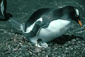 Hatches: Gentoo Penguin Hatching