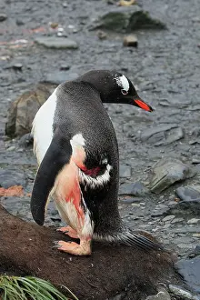 Bitten: Gentoo Penguin - injured - bitten by sea leopard