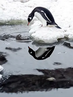 Neko: Gentoo Penguin looking at its own reflection in water