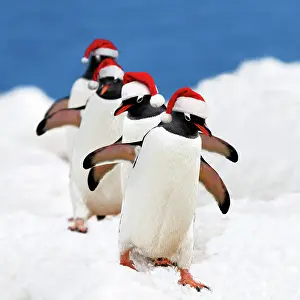 211121: Gentoo Penguin - marching in red Christmas Santa hats