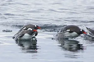 Porpoising: Gentoo Penguin - porpoising