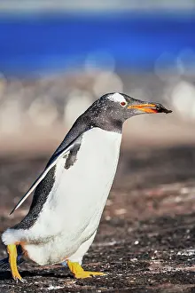 Builds: Gentoo penguin (Pygocelis papua papua), carrying