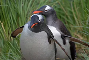 Cooper: Gentoo Penguin (Pygoscelis papua) in the