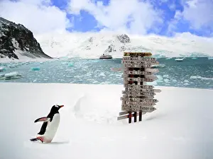 Wade: A Gentoo Penguin (Pygoscelis papua) at the