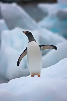 Leaving: Gentoo Penguin (Pygoscelis papua)