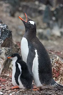 Foreground: Gentoo Penguin (Pygoscelis papua)