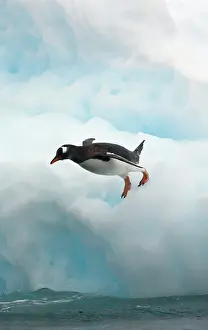 Gentoo: Gentoo Penguin (Pygoscelis papua)