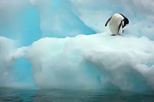 Gentoo: Gentoo Penguin (Pygoscelis papua)