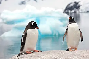Gentoo: Gentoo Penguin (Pygoscelis papua), Antarctica