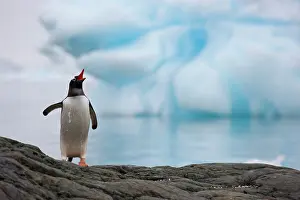 Gentoo: Gentoo Penguin (Pygoscelis papua), Antarctica
