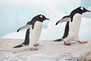 Gentoo: Gentoo Penguin (Pygoscelis papua), Antarctica