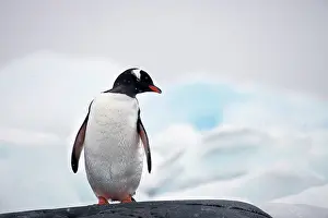 Gentoo: Gentoo Penguin (Pygoscelis papua), Antarctica