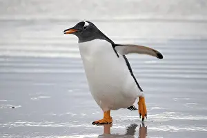 Volunteer: Gentoo penguin (Pygoscelis papua) at the beach
