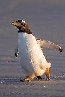 Volunteer: Gentoo penguin (Pygoscelis papua) at the beach