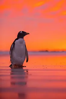 Volunteer: Gentoo penguin (Pygoscelis papua) on the beach at