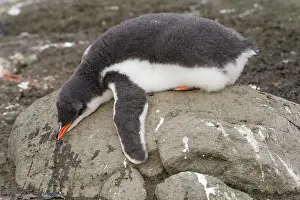 Sphenisciformes: Gentoo Penguin (Pygoscelis papua) chick in downy
