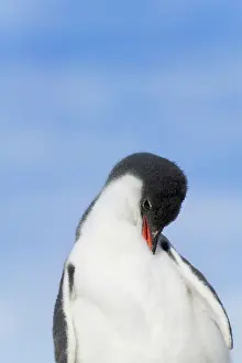 Neko: Gentoo Penguin (Pygoscelis papua) chicks