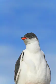 Neko: Gentoo Penguin (Pygoscelis papua) chicks