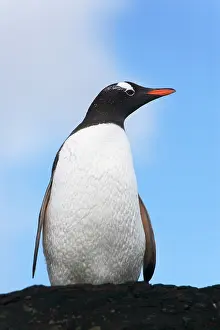 Cooper: Gentoo Penguin (Pygoscelis papua), Cooper