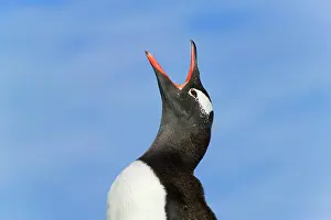 Papau: Gentoo Penguin (Pygoscelis papua) Dorian